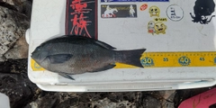 メジナの釣果