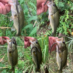 ブラックバスの釣果