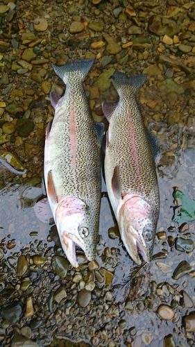 ニジマスの釣果