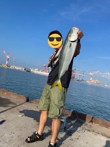 ヤズの釣果