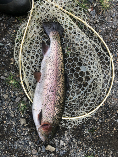 ニジマスの釣果