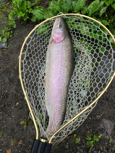 ニジマスの釣果