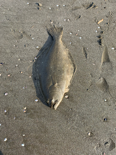 ヒラメの釣果