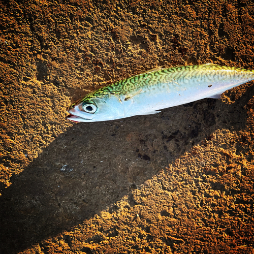 サバの釣果