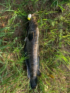 ライギョの釣果