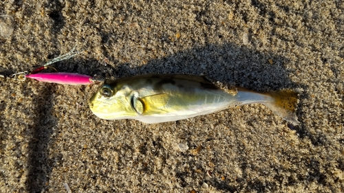 シロサバフグの釣果