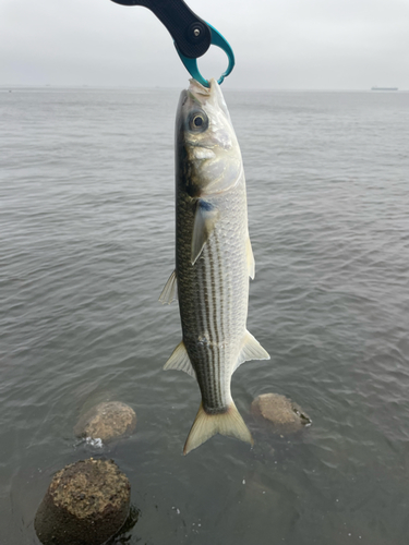 ボラの釣果