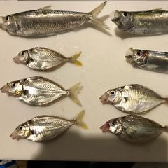 ヒイラギの釣果