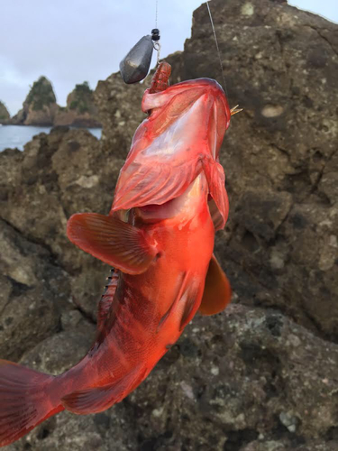 アカハタの釣果