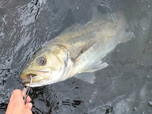 釣果