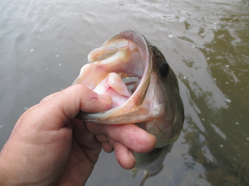 ラージマウスバスの釣果