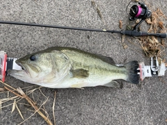 ブラックバスの釣果