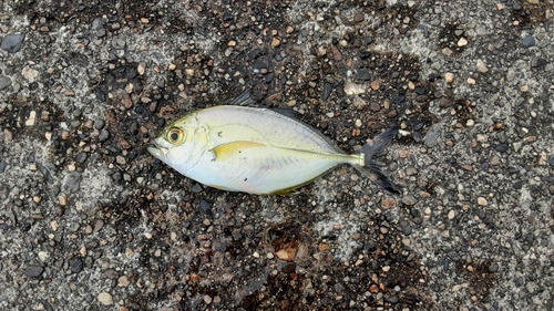 カスミアジの釣果