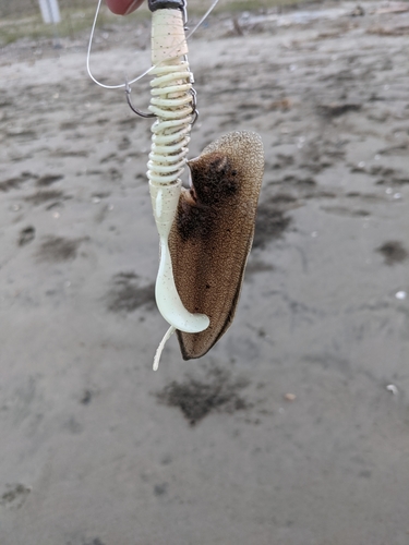 シタビラメの釣果