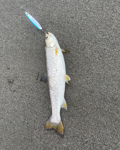 アメマスの釣果