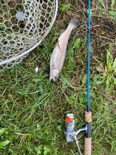 ニジマスの釣果