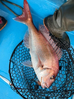 マダイの釣果