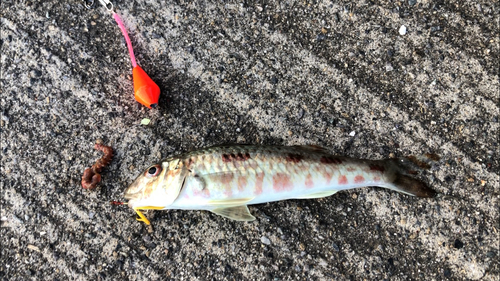 ヒメジの釣果