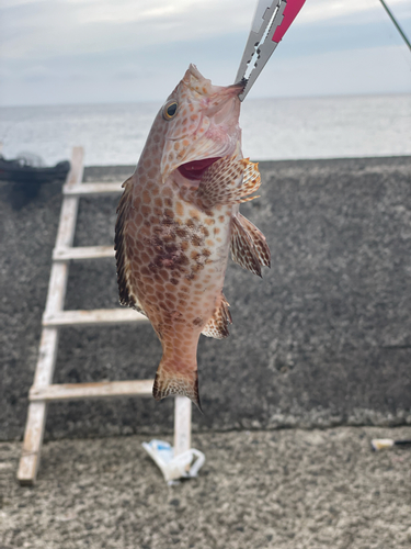 オオモンハタの釣果