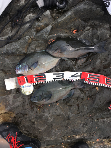 オナガグレの釣果