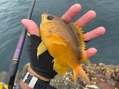 スズメダイの釣果