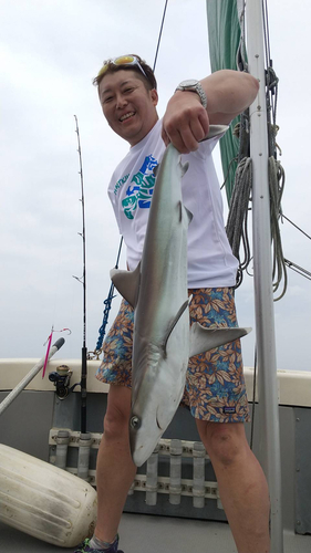 サメの釣果