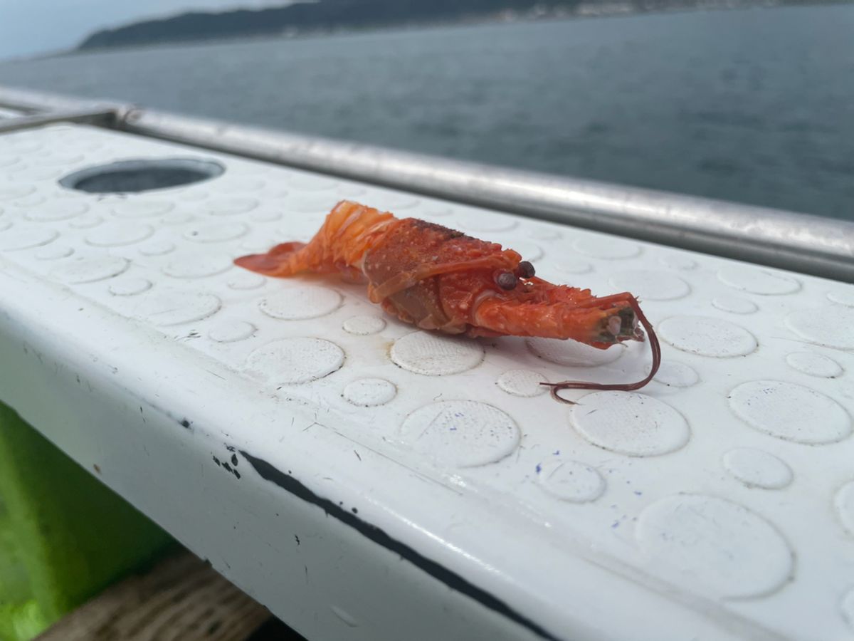 ヒグヒグさんの釣果 3枚目の画像