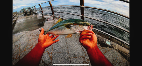 ハマチの釣果