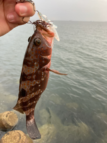 キジハタの釣果