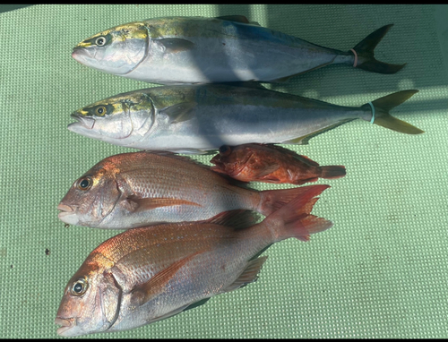 ブリの釣果