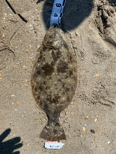 ヒラメの釣果