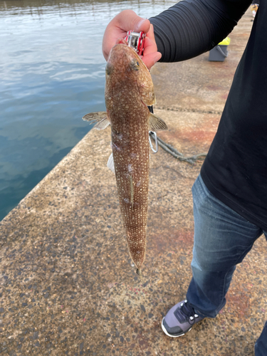 エソの釣果