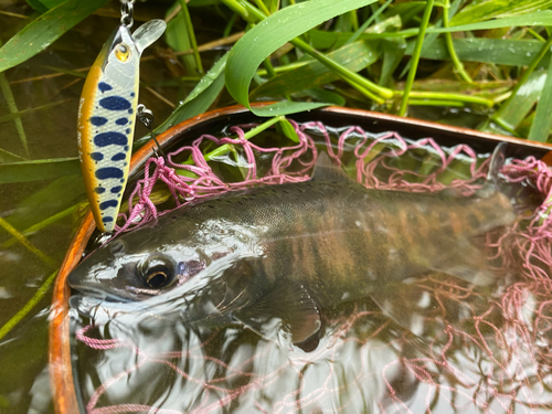 ヤマメの釣果