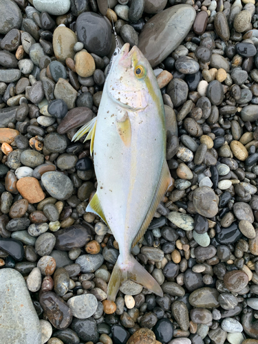 シオの釣果