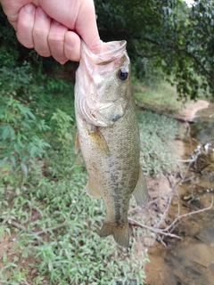 ラージマウスバスの釣果