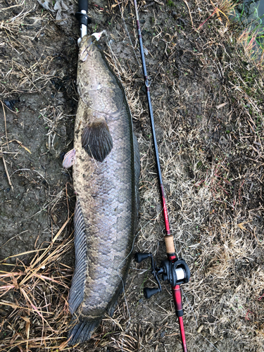 ライギョの釣果