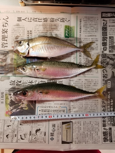 アジの釣果