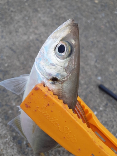 マアジの釣果