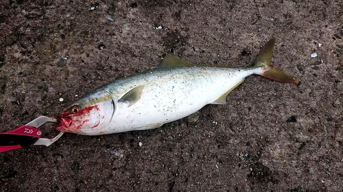 ワカシの釣果