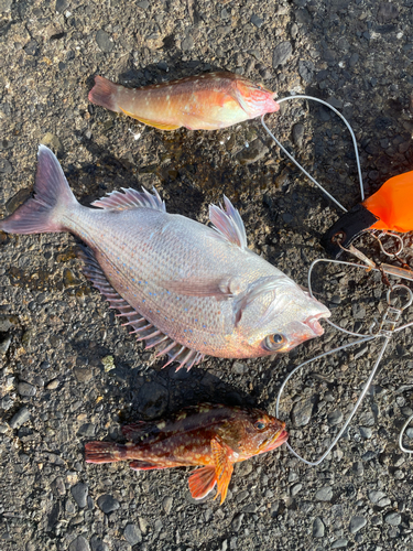 マダイの釣果