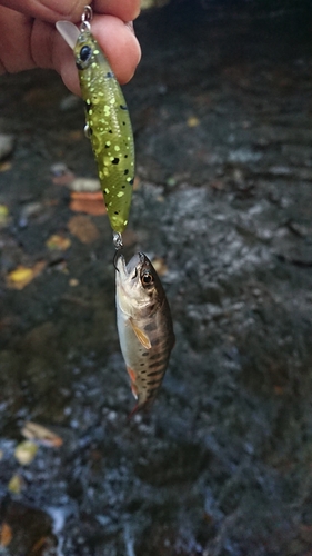 ヤマメの釣果