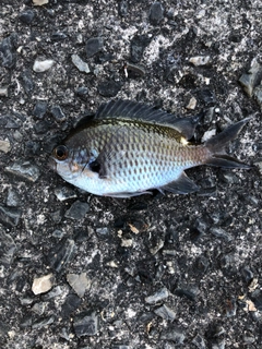 クロスズメダイの釣果