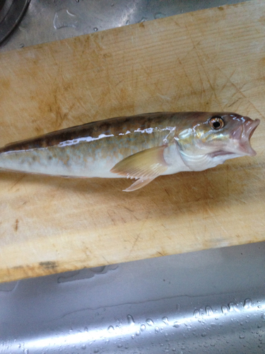 ホッケの釣果