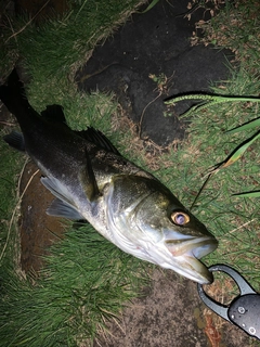 スズキの釣果