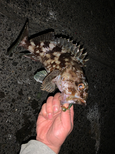 カサゴの釣果