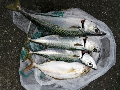 ショゴの釣果