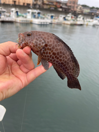 オオモンハタの釣果