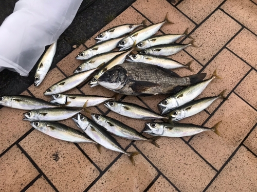 マサバの釣果