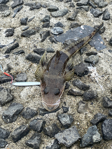 マゴチの釣果