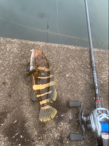 アオハタの釣果